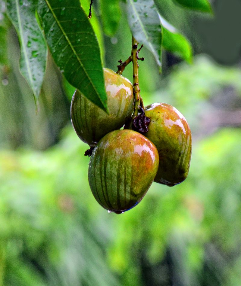National Fruit - (Mango) Of India
